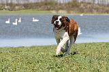 SAINT BERNARD 130